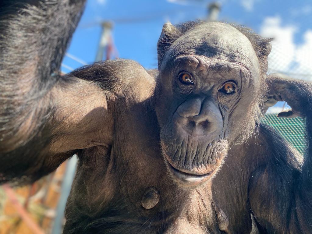Chimpansee Fiffy