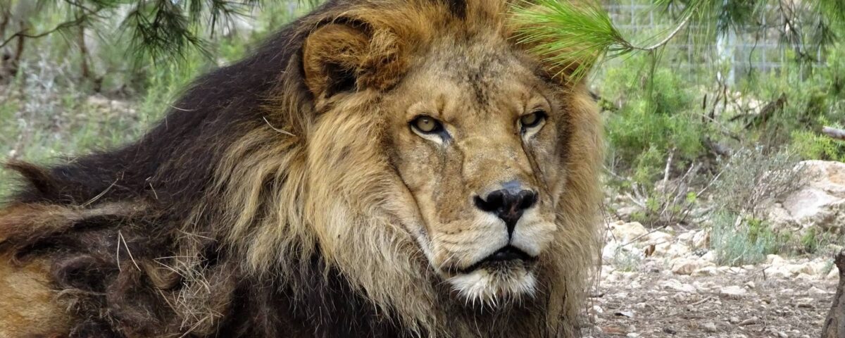 Leeuw Silas overleden.