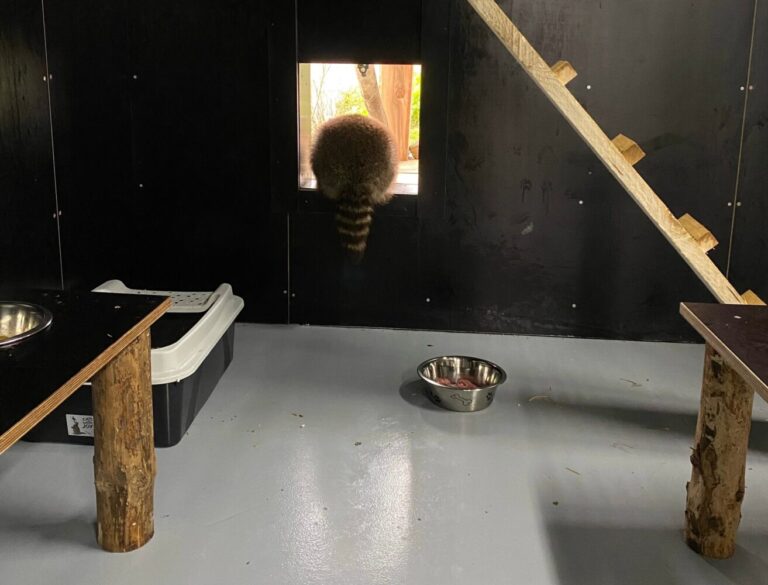 Wasbeer Hoenderdaell