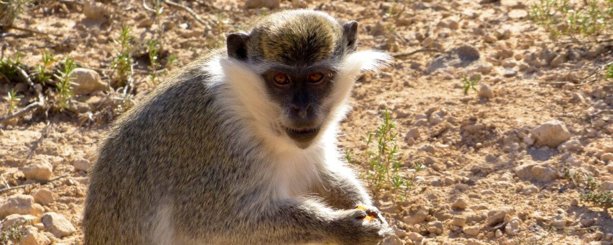 AAP tegen uitroeien apen sint maarten