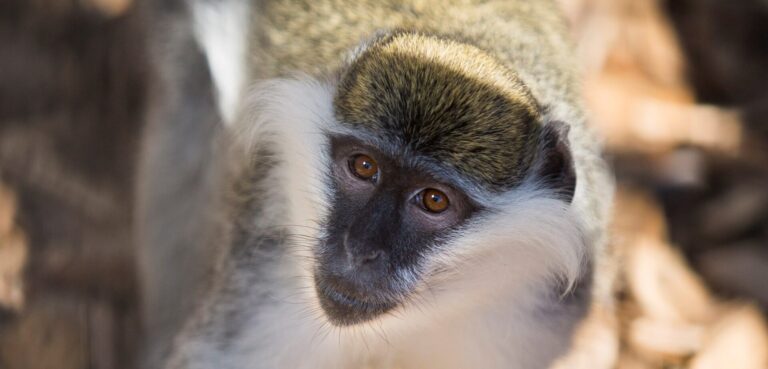 Groene meerkat Violetta
