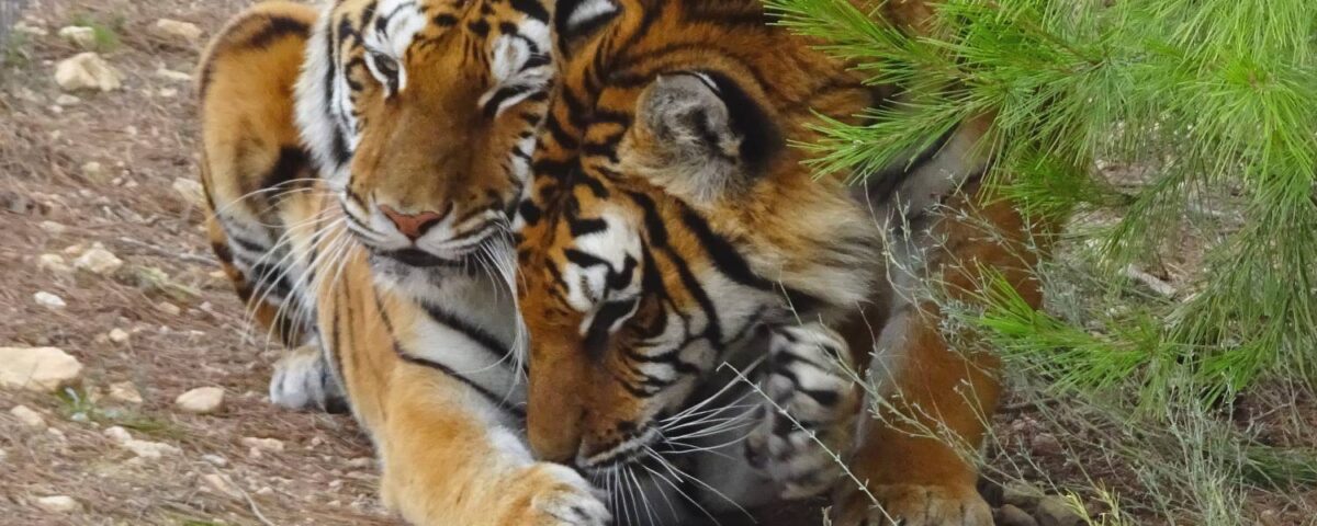 Softi en Toph banner 2a