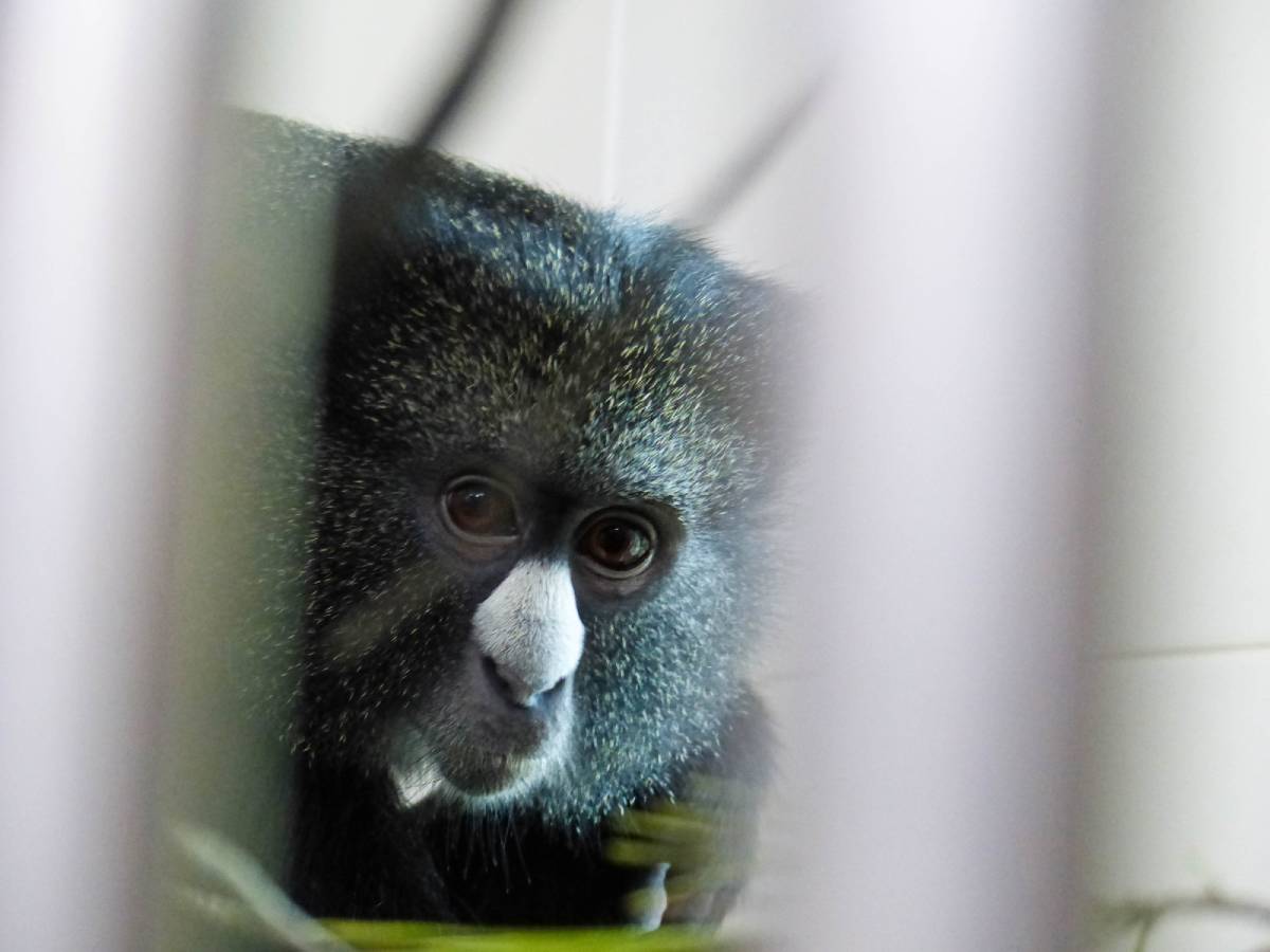 Grote witneusmeerkat Emare