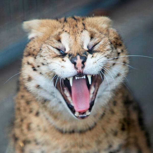 exotische dieren serval