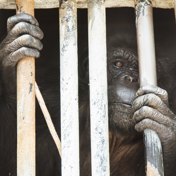 AAP home illegale dierenhandel