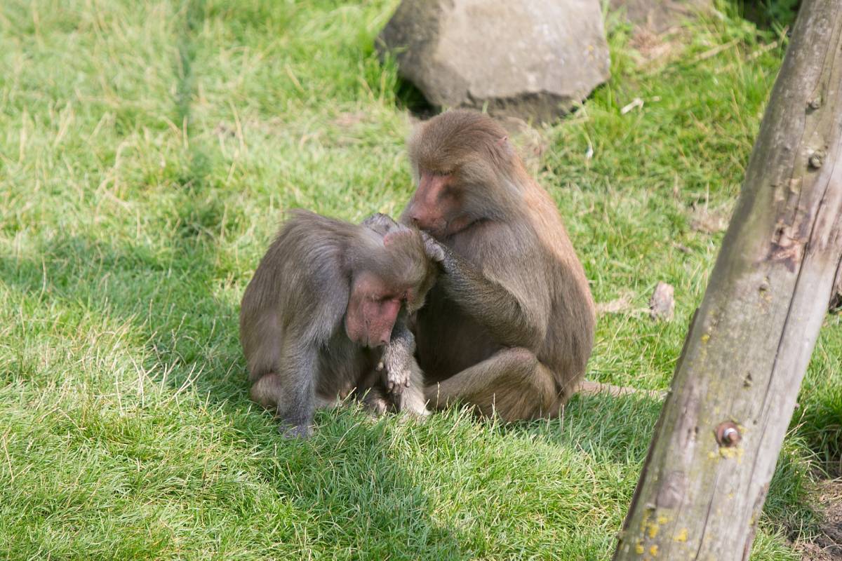 Bavianen op de eilanden bij Stichting AAP.