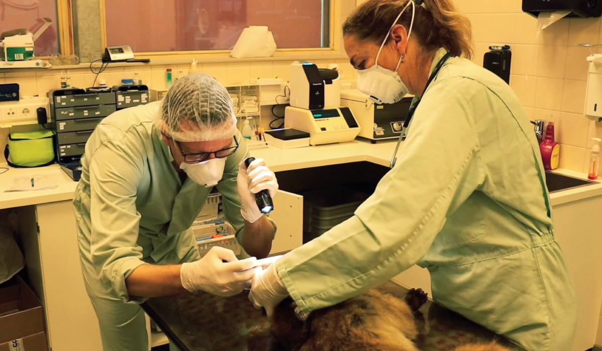 Berberaap Izzy wordt onderzocht