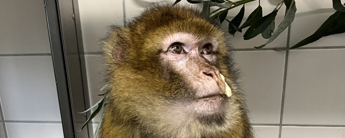 Berberaap Izzy bij AAP