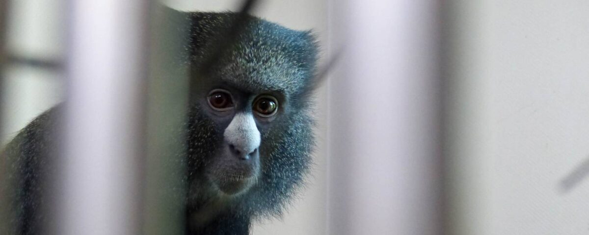 Grote witneusmeerkat Emare