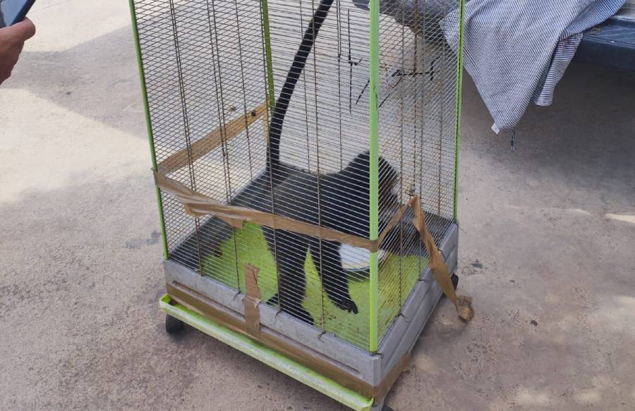 Grote witneusmeerkat Emare