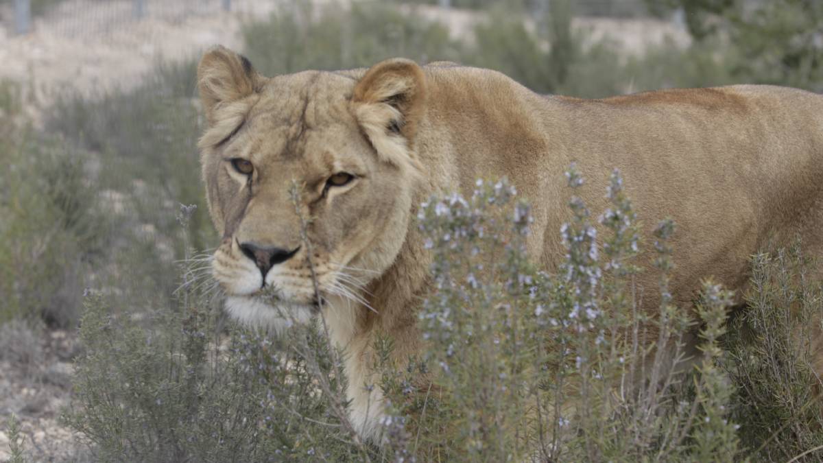 Leeuw Liena mag naar buiten.