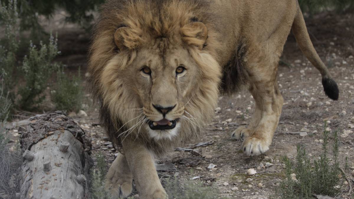 Leeuw Sem naar buiten.