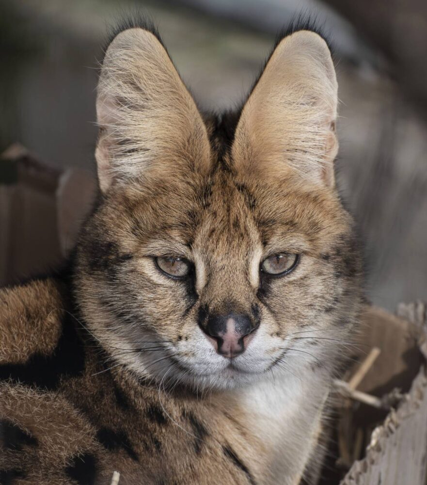 Serval Kadri