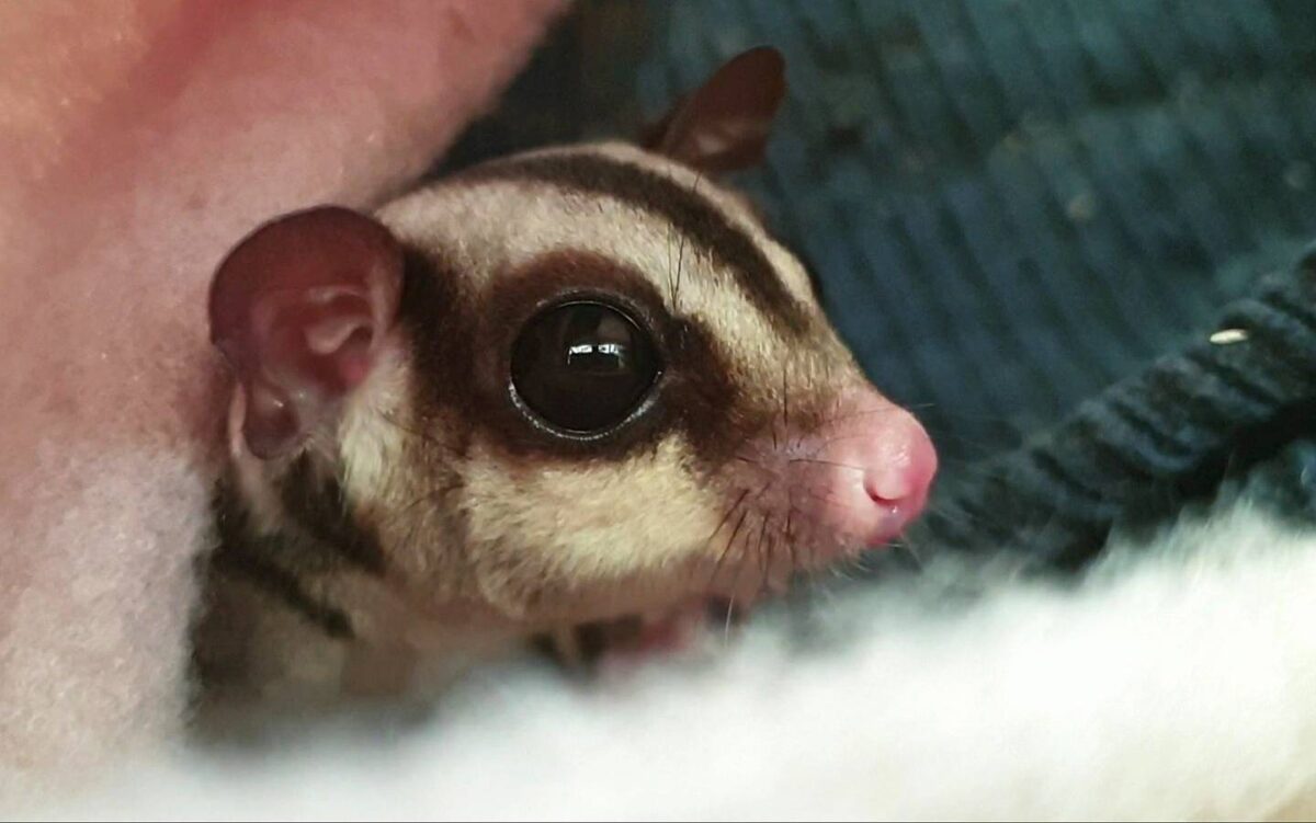 Suikereekhoorn Ro - positieflijst Europa