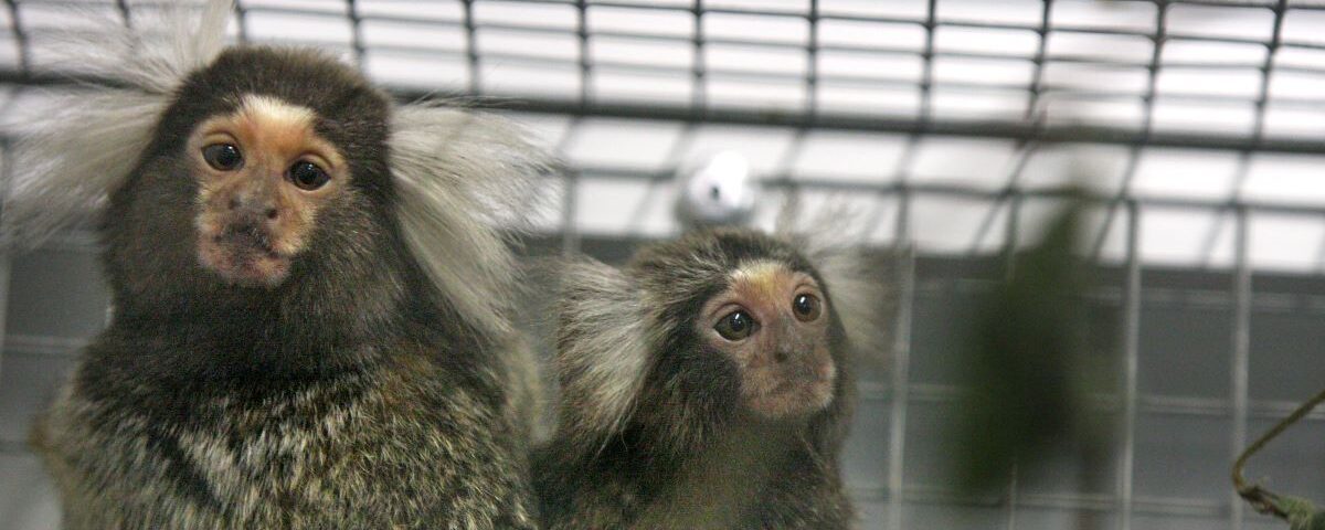 Common marmosets