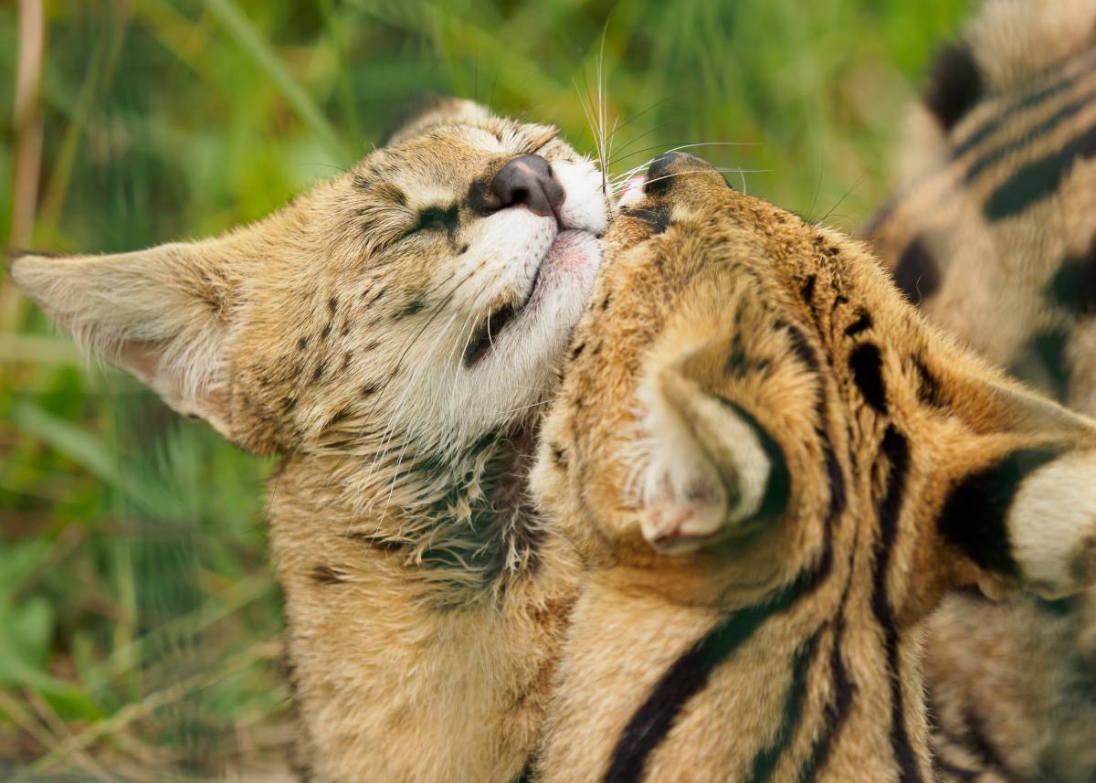 Twee servals