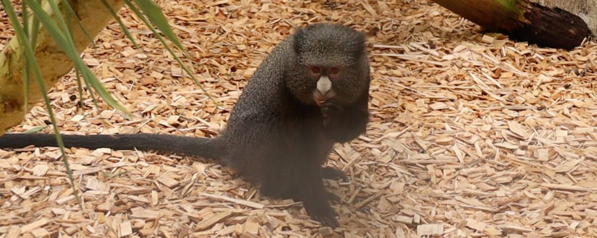 Grote witneusmeerkat Emare