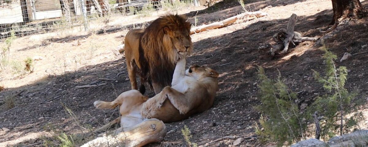 Leeuwen Sem en Liena samen in het verblijf.