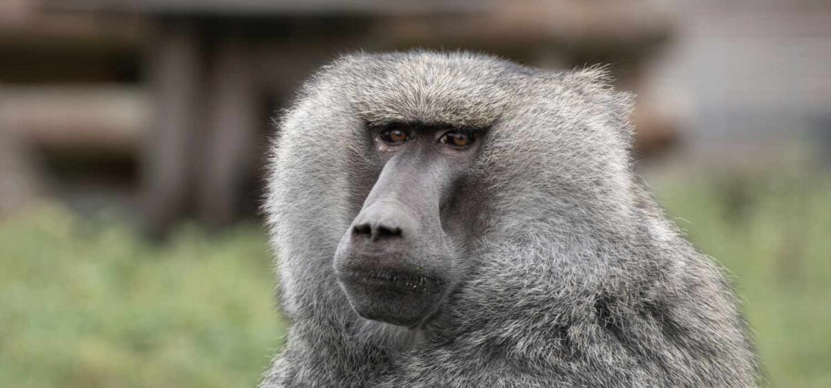Baviaan Roco