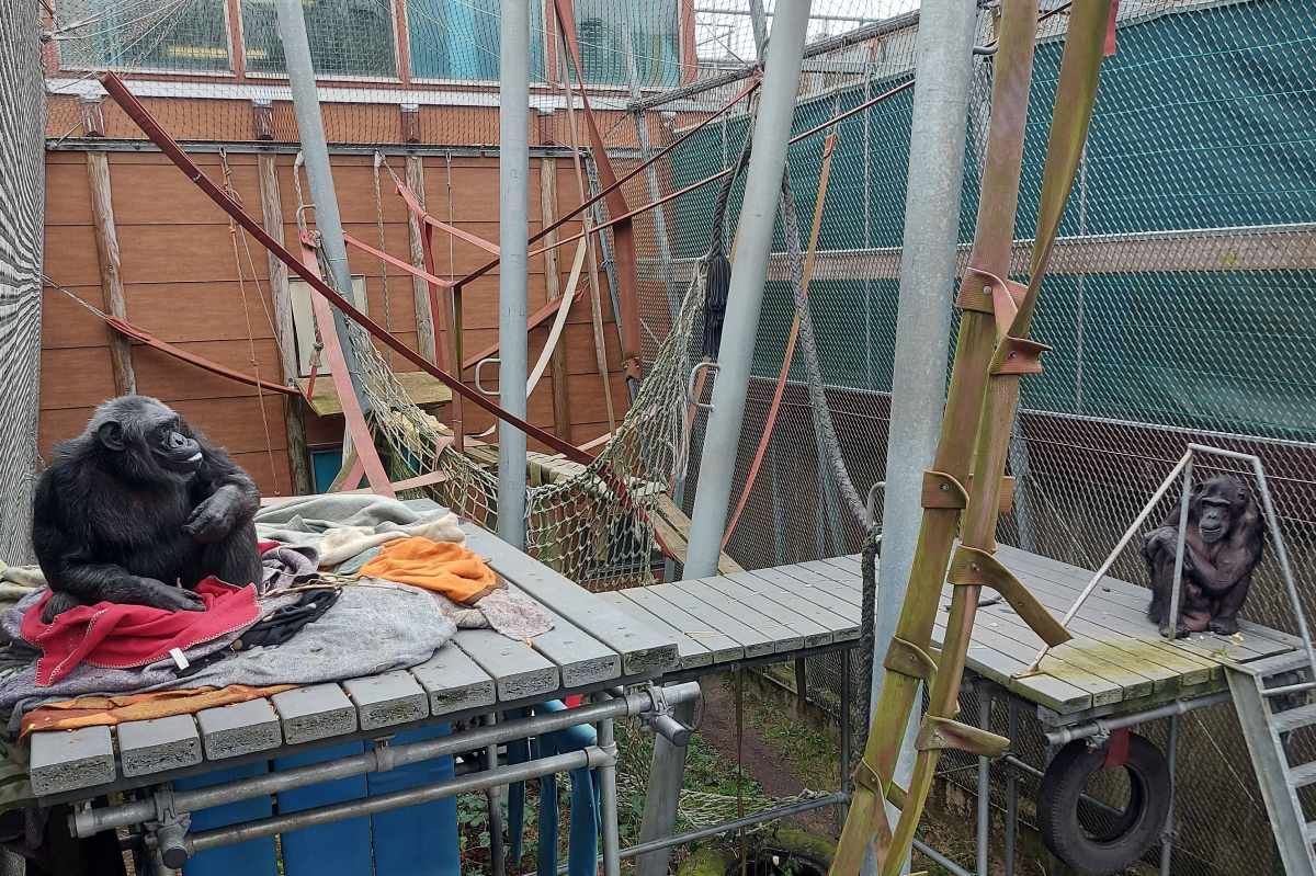 Julio en Mojo bij AAP