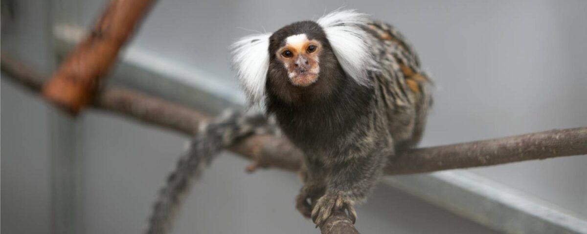 Witoorpenseelaapje Sancho