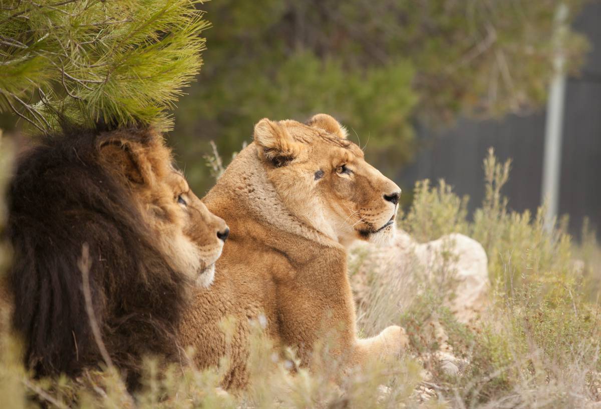 Leeuwen Govani en Silas