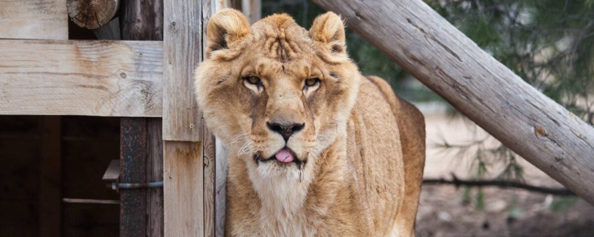 Leeuw Govani in Primadomus.