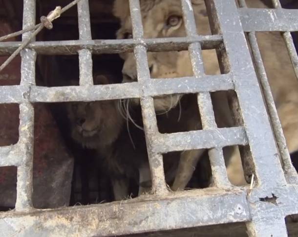 Govani en Silas worden gered