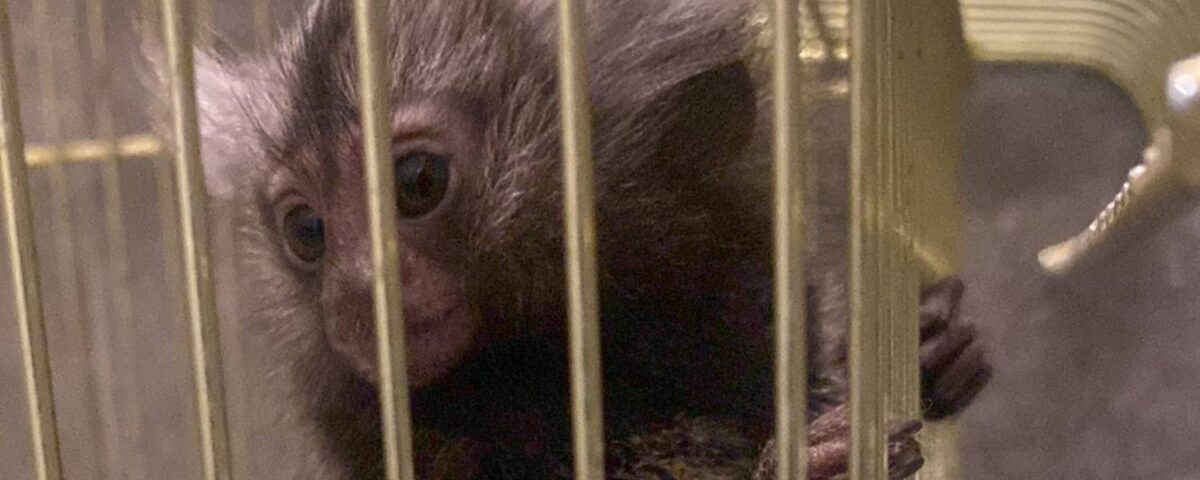 Witoorpenseelaapje in kooitje.