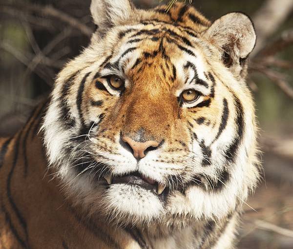 Tijger Suzu
