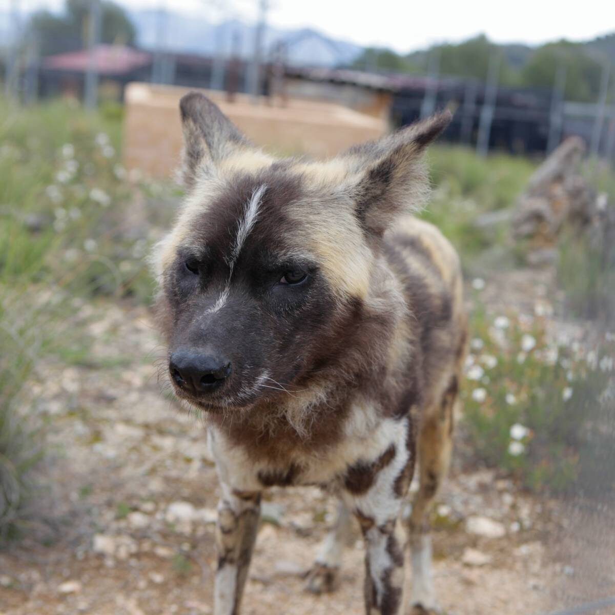 Afrikaanse wilde hond Zair