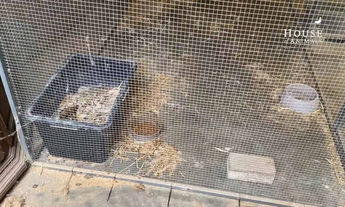 Servals kattenbakken