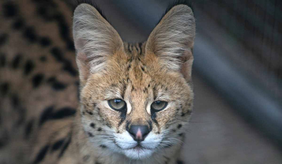 Serval Ogir