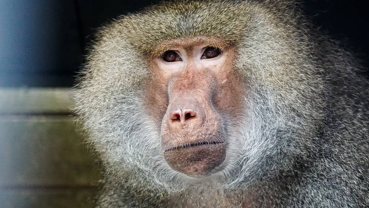 Baviaan Floyd