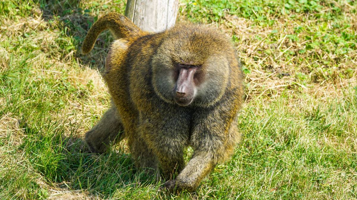 Baviaan Kaki