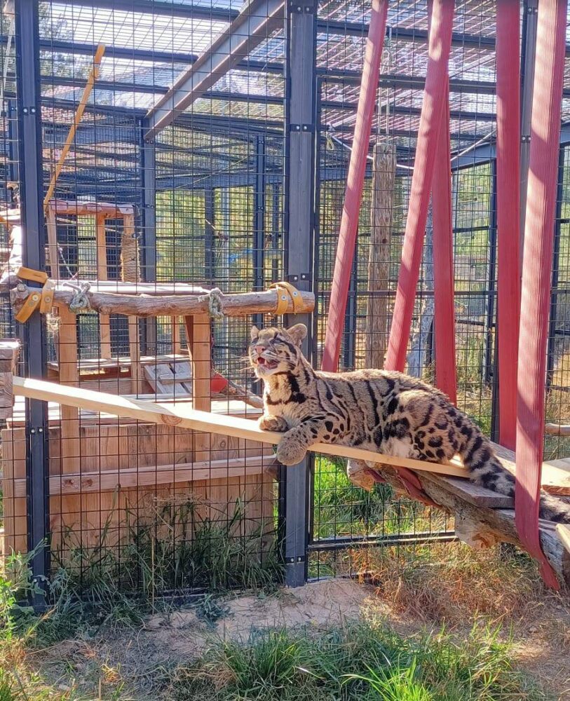 De slechtziende nevelpanter Kenya in haar verblijf.