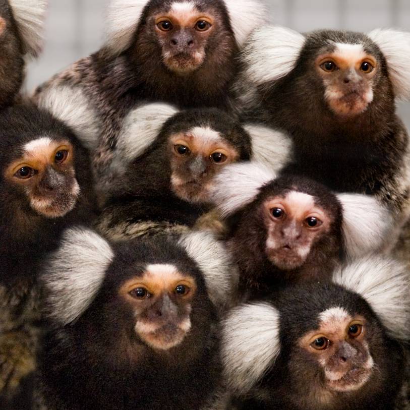 Witoorpenseelaapjes bij AAP