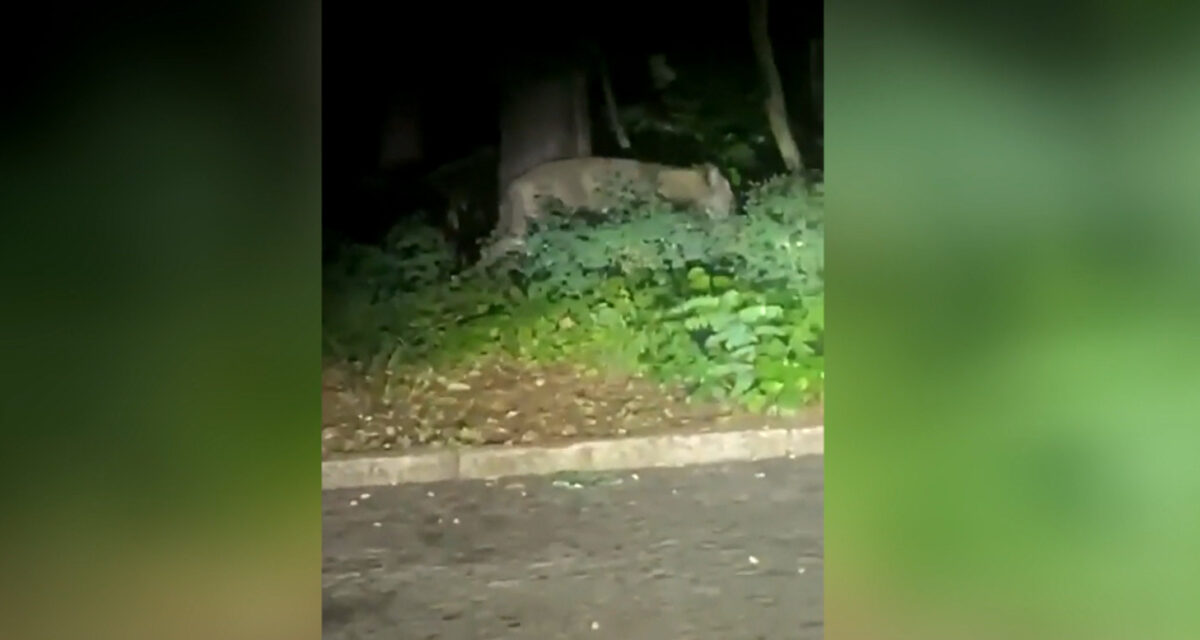 Beelden van de vermoedelijke leeuwin in Berlijn