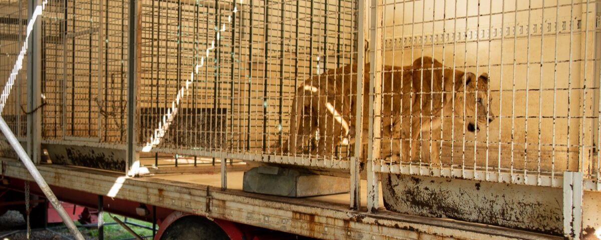 Circus lions France
