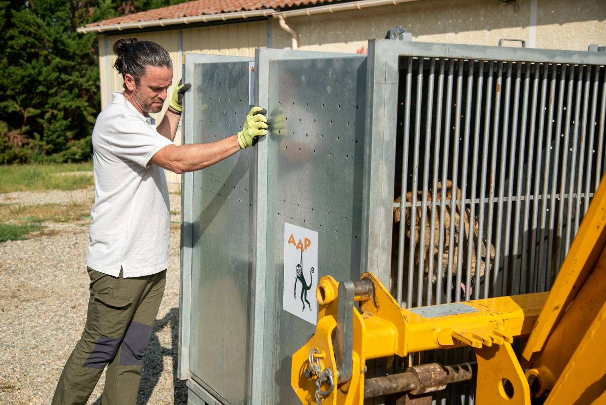 Redding leeuwen Frankrijk