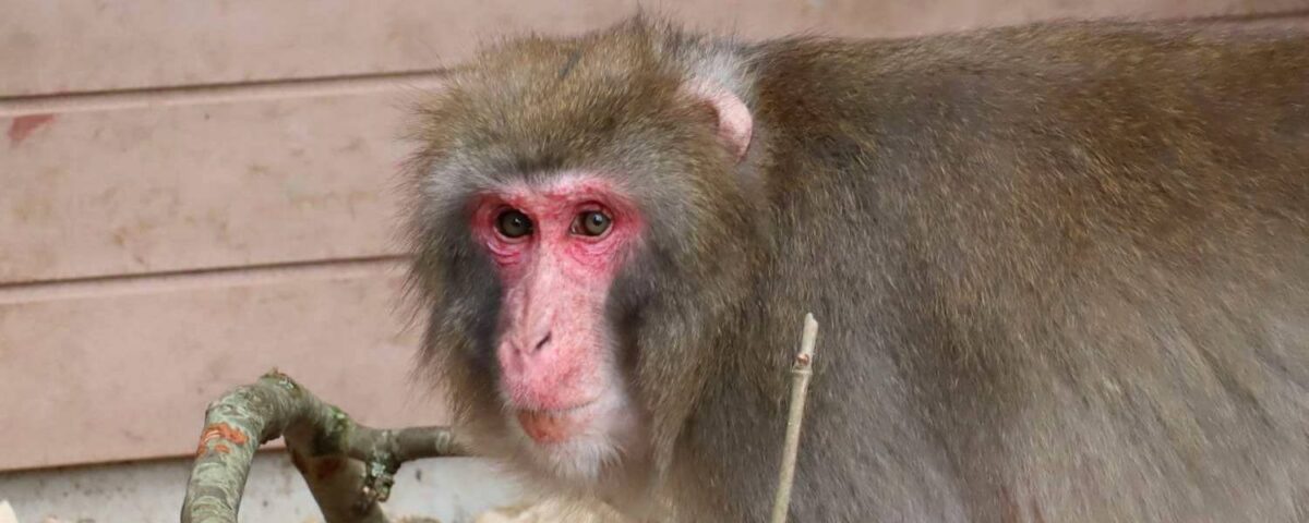 Japanse makaak Hans