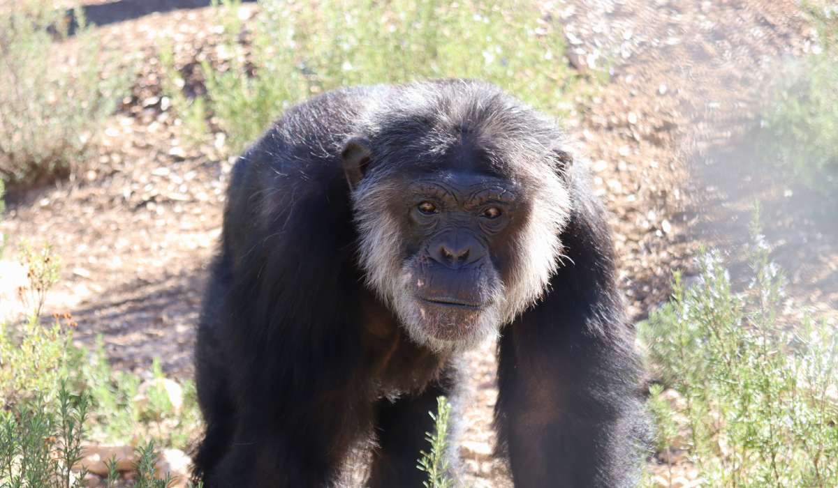 Chimpansee Tino
