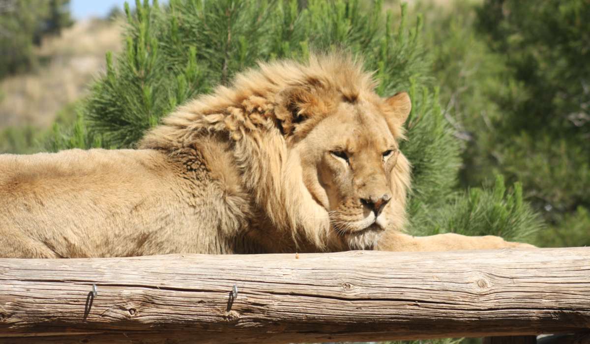 Leeuw in de zon liggend.