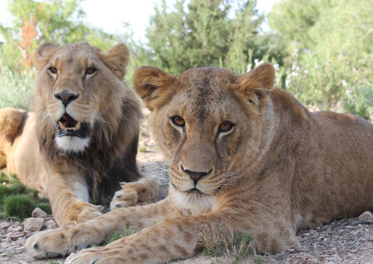 Leeuwen Gyz en Kiara bij AAP