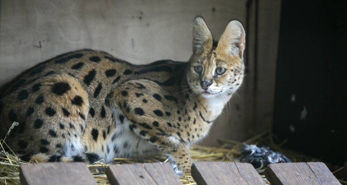Serval bij AAP