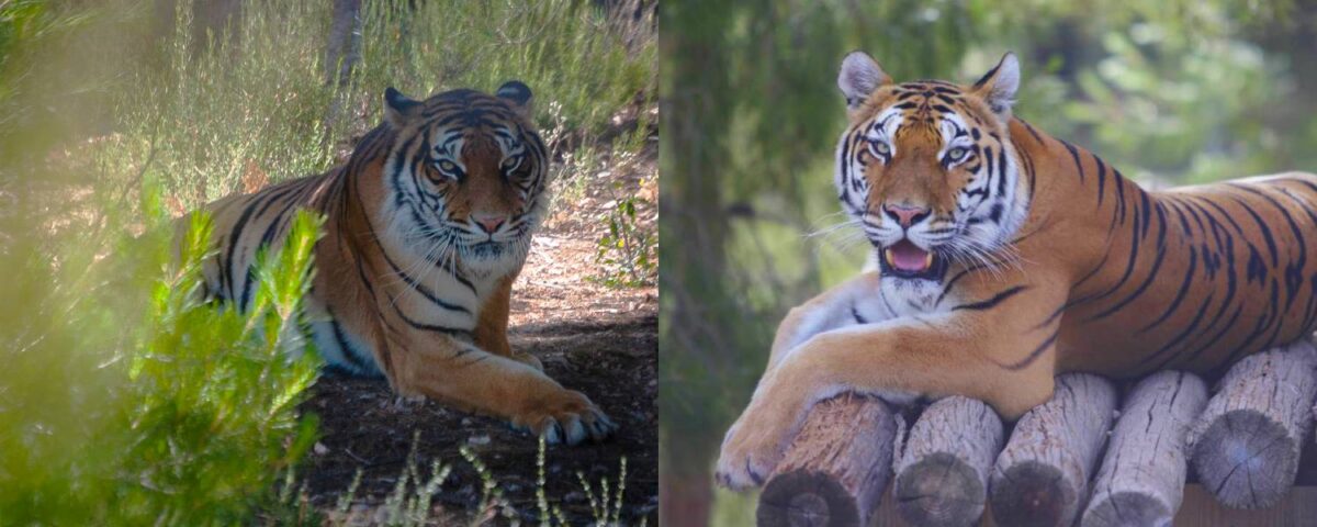 Tijgers Softi en Toph