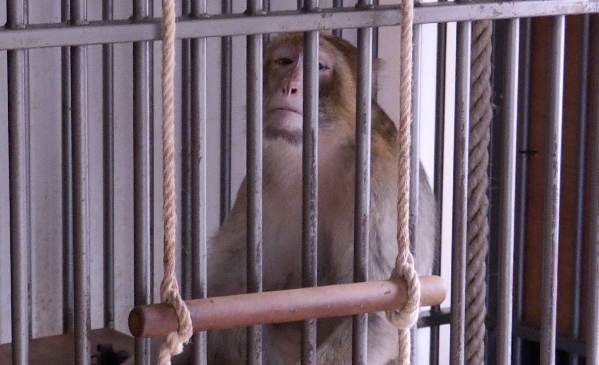 Torzan tijdens de redding