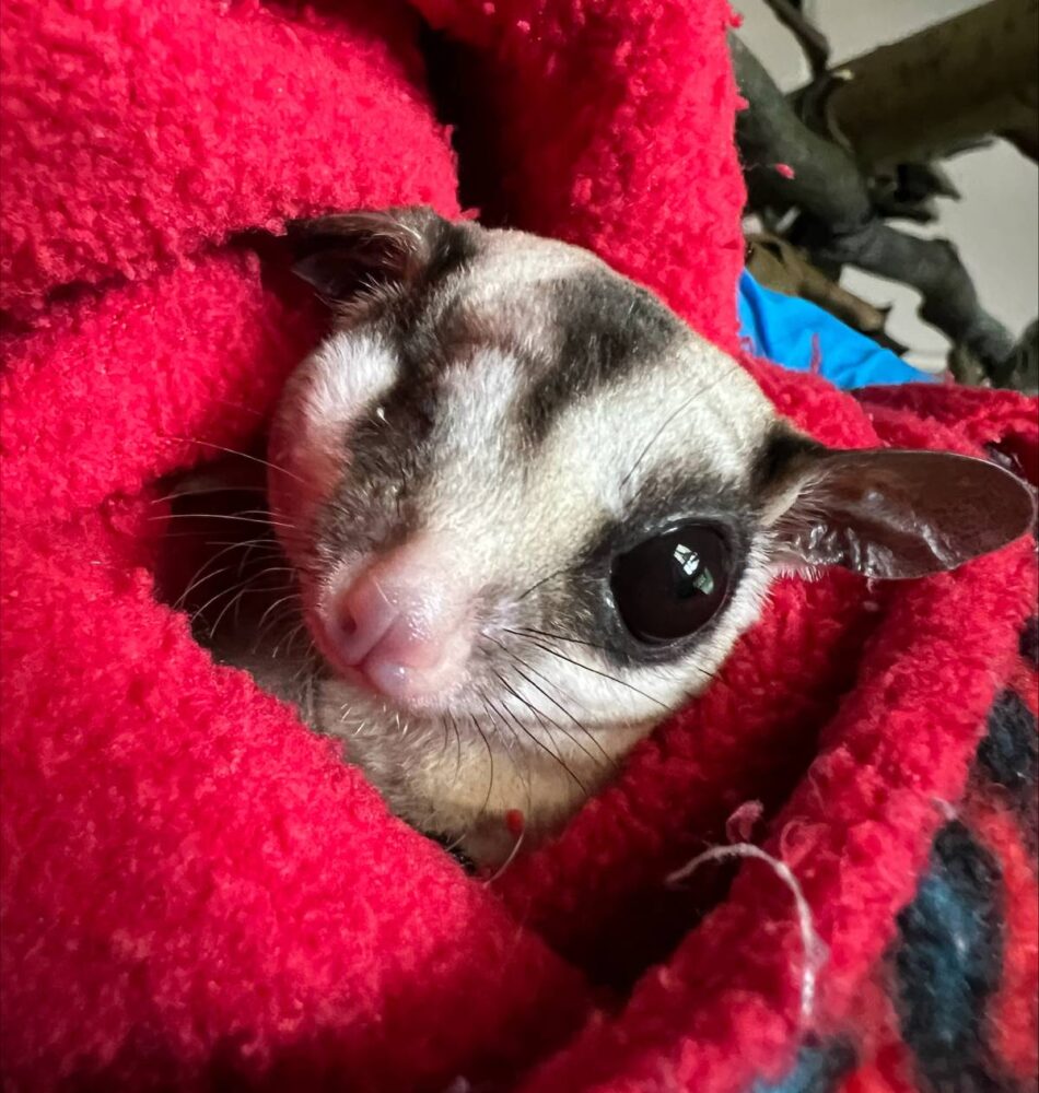 Suikereekhoorn Mango