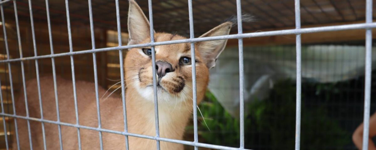 Caracal redding