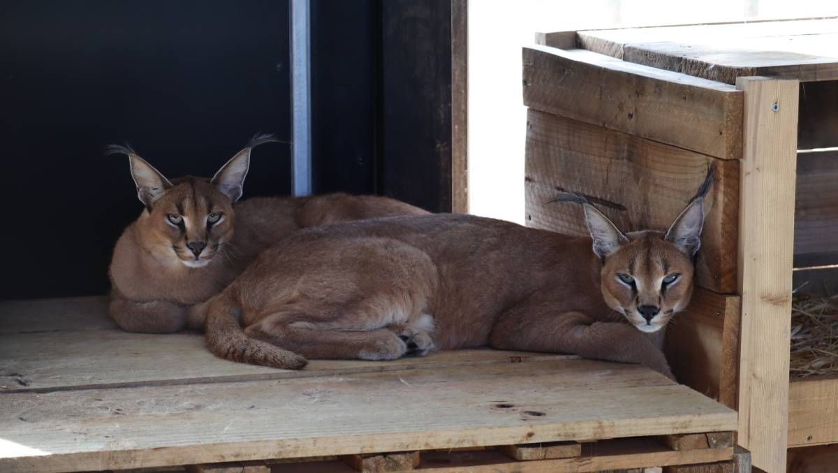 Caracals Lilo en Stitch